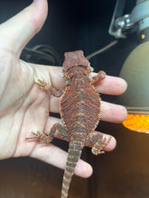 Load image into Gallery viewer, Red Monster Male (Cooper)
