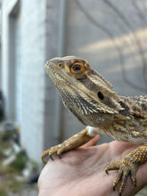 Load image into Gallery viewer, Rescue Male (Gerald)
