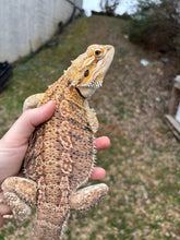 Load image into Gallery viewer, Adult Female (Alice)
