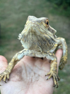 Rescue Male (Gerald)