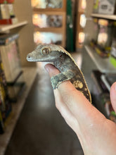 Load image into Gallery viewer, Male Crested Gecko "No Tail" (Ash)
