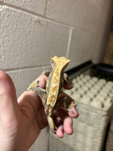 Load image into Gallery viewer, Female Crested Gecko (Brooke)
