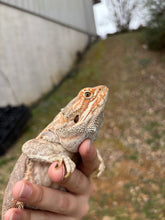 Load image into Gallery viewer, Adult Genetic Stripe Female (Riley)
