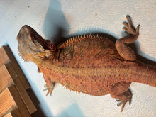 Load image into Gallery viewer, Adult Translucent Female
