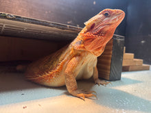 Load image into Gallery viewer, Adult Translucent Female
