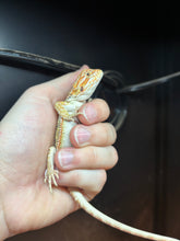 Load image into Gallery viewer, Citrus Yellow Male (Greg)
