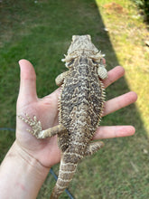 Load image into Gallery viewer, RESCUE Normal Male (Buford)￼
