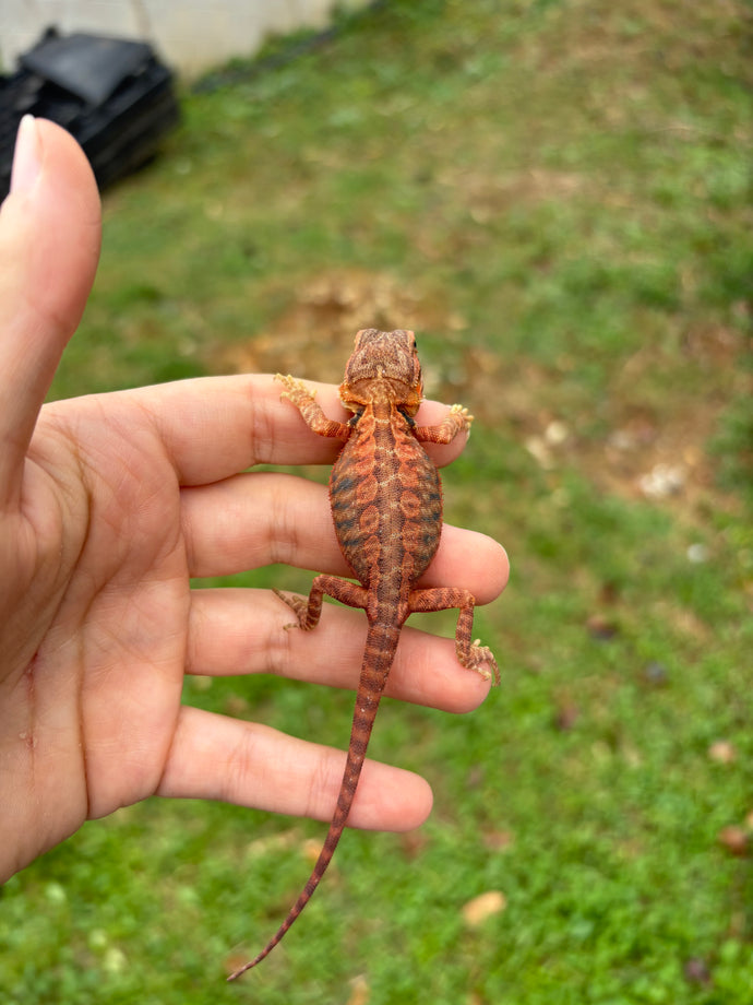 Leatherback Translucent Red Possible Male (Beta)