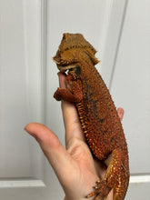 Load image into Gallery viewer, 1/2 red monster dunner male (Kai)
