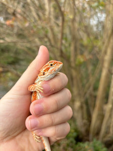 Hypo Male (Charlie)