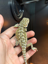 Load image into Gallery viewer, Normal Male (Ollie)
