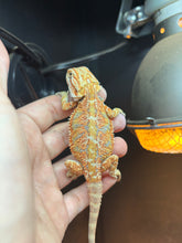 Load image into Gallery viewer, Possible Female (Ginger)
