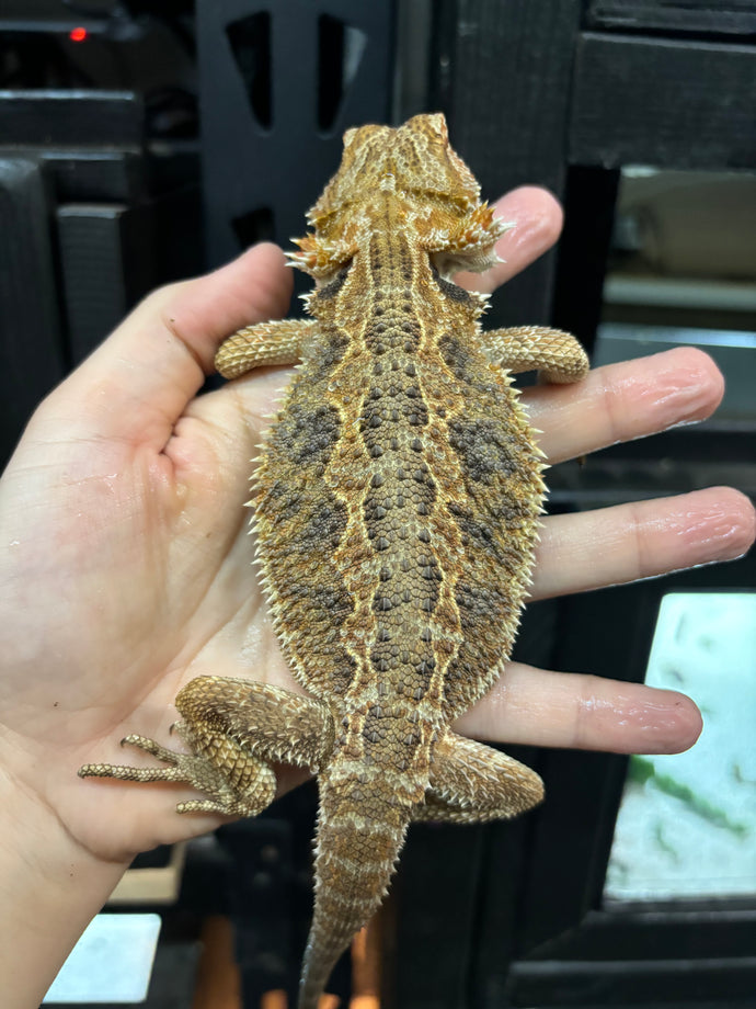 Normal Female (Brenda)