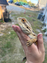 Load image into Gallery viewer, Rescue Male (Gerald)
