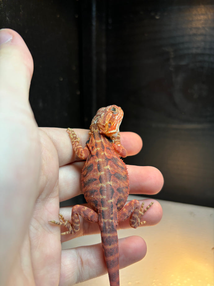 RED Leatherback Male (Ryder)