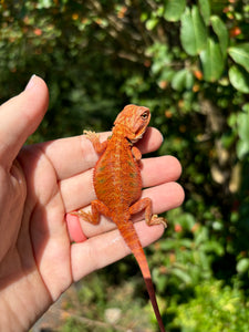 Red Translucent Female (cheeta)