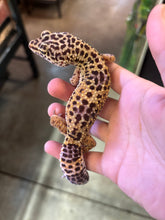 Load image into Gallery viewer, Female Leopard Gecko (Mazie)
