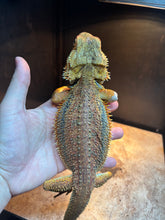 Load image into Gallery viewer, RESCUE Dunner Male (Ace)
