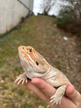 Load image into Gallery viewer, Adult Genetic Stripe Female (Riley)
