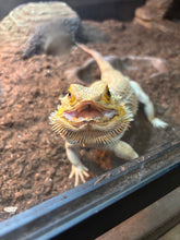 Load image into Gallery viewer, RESCUE SPICY Male (Frank)

