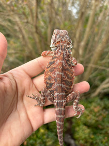 1/2 Red Monster Leatherback Male (remi)