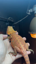 Load image into Gallery viewer, Translucent Leatherback Male (Fanta)
