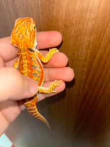 Orange Blue Bar Female (Val)