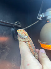 Load image into Gallery viewer, Leatherback Female (Amber)
