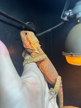 Load image into Gallery viewer, Translucent Leatherback Male (Fanta)
