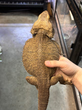 Load image into Gallery viewer, Translucent Adult Male (Will)
