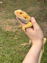 Load image into Gallery viewer, Citrus Male (Rango)
