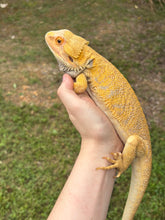 Load image into Gallery viewer, Citrus Male (Rango)
