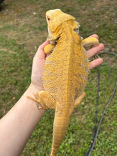 Load image into Gallery viewer, Citrus Male (Rango)

