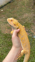 Load image into Gallery viewer, Citrus Male (Rango)
