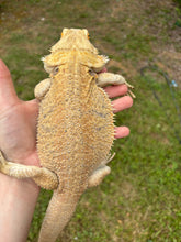 Load image into Gallery viewer, RESCUE SPICY Male (Jack)
