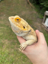 Load image into Gallery viewer, RESCUE SPICY Male (Jack)
