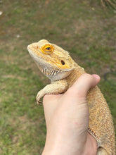Load image into Gallery viewer, RESCUE SPICY Male (Jack)
