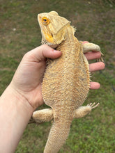 Load image into Gallery viewer, RESCUE SPICY Male (Jack)

