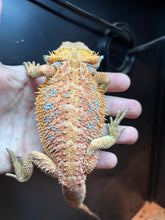 Load image into Gallery viewer, Hypo 1/2 Red Monster Female (Ariana)
