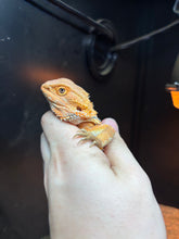 Load image into Gallery viewer, Hypo 1/2 Red Monster Female (Ariana)
