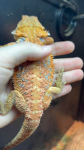 Load image into Gallery viewer, Hypo 1/2 Red Monster Female (Ariana)
