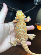Load image into Gallery viewer, Orange Male (JayZ)
