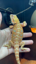 Load image into Gallery viewer, Orange Male (JayZ)
