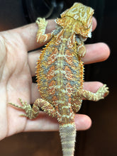 Load image into Gallery viewer, Hypo Female (Adele)
