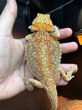 Load image into Gallery viewer, Dunner Female (Lizzo)
