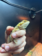 Load image into Gallery viewer, Hypo Male (Nirvana)
