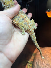 Load image into Gallery viewer, Hypo Male (Nirvana)
