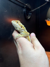 Load image into Gallery viewer, Hypo Male (Nirvana)
