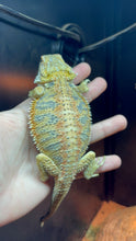 Load image into Gallery viewer, Hypo Male (Nirvana)

