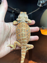 Load image into Gallery viewer, Hypo Female (Demi)
